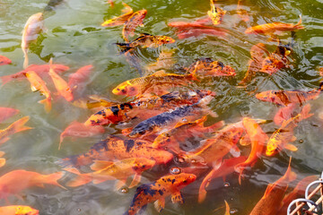 ornamental goldfish swimming in the city pond