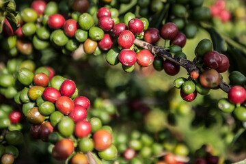 Closeup of the arabica coffee plant with red and  green coffee beans under the sun
