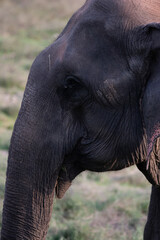 An Old Asian Elephant enjoying feeding on a sunny day at Satpura Tiger Reserve, Madhya Pradesh, India