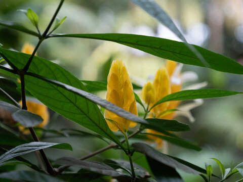 Closeup shot of yellow pachystachys over a blurry background