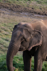 An Old Asian Elephant enjoying feeding on a sunny day at Satpura Tiger Reserve, Madhya Pradesh, India