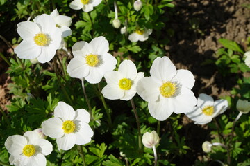 Weiße Narzissen im Garten bei Sonne im Frühling
