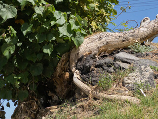 Regrowth of fresh leaves and twigs. New branches and leaves are reborn on the trunk after being damaged. Many intense green leaves keep the tree alive.