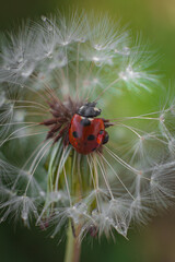 Beautiful flying red ladybug with white dandelion fluffy. Macro shot. selective focus with copy space