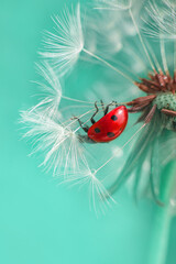 Beautiful flying red ladybug with white dandelion fluffy. Macro shot. selective focus with copy space