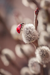 Ladybug on the blossoming willow close up. Spring card, solar mood, revival of life. Ladybug beetle on pussy-willow branches with catkins, macro nature. Insect close-up. Easter willow with drops