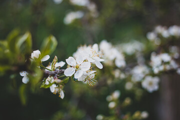 white flowers on a tree. Cherry blossom on the green background