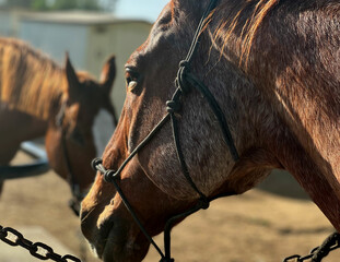 Appaloosa Horse Close Up