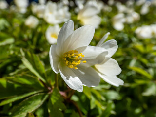 Macro of white spring flower Wood anemone (Anemone nemorosa) flowering in bright sunlight with blurred green background