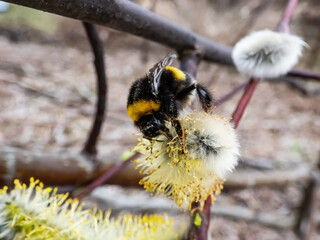 Macro shot of the buff-tailed bumblebee or large earth bumblebee (bombus terrestris) on a flowering catkin covered with pollen outdoors in spring