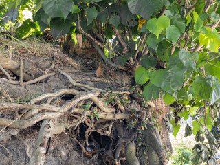 Regrowth of fresh leaves and twigs. New branches and leaves are reborn on the trunk after being...