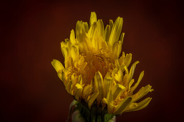 Fototapeta premium Yellow dandelion flower with red vintage background