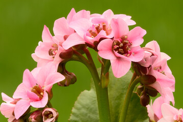 Bergenia flowers closeup. Perennial with leaves. Beautiful pink petals. Blurred natural green background. Genus Dragonfly sakura. 