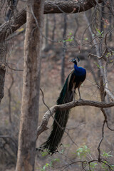Peacock sitting on a branch of a tree at Satpura Tiger Reserve, Madhya Pradesh, India