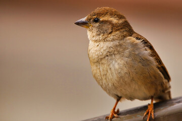 sparrow on a branch