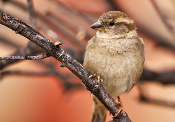 sparrow on a branch
