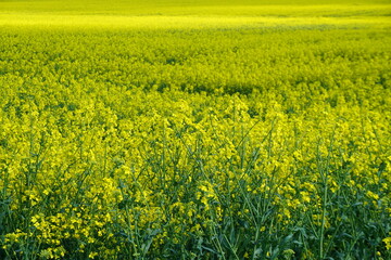 Fototapeta premium Gelbes Rapsfeld bei Sonne im Frühling 