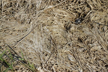 Feuchtes Schilfgras auf Boden im Frühling 