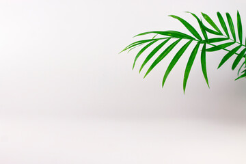 Tropical green palm branch on light pastel colors background with copy space.