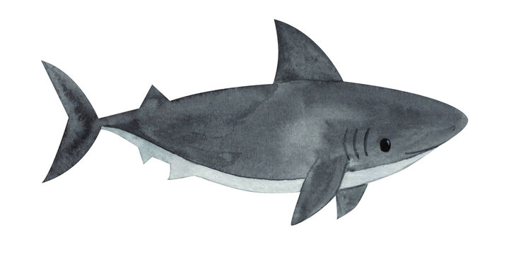 Watercolor shark.  hand drawn illustration.