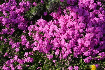 Pinke Blumen im Garten bei Sonne im Frühling