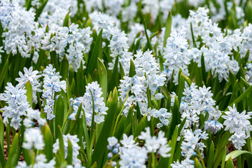 Blooming Puschkinia scilloides on a flower bed. Spring primroses closeup