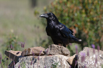 Northern Raven (Corvus corax)