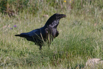 Northern Raven (Corvus corax)