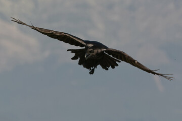 Fototapeta na wymiar Northern Raven (Corvus corax)