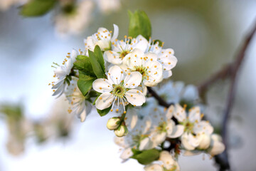 Obraz na płótnie Canvas Cherry blossom in spring garden. White flowers on a branch on blurred background
