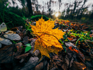 autumn leaves in the forest