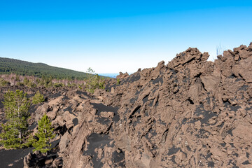 Solidified lava, ash, pumice fields on erupted Sartorio crater. Landscape with dark volcanic sand on bare terrain. View on extreme ground of volcano mount Etna, in Sicily, Italy, Europe. Pine tree