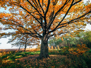Fototapeta premium autumn in the park