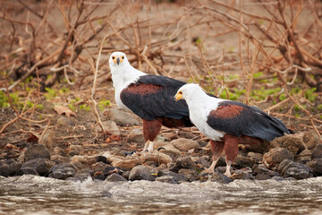 Two white headed  African fish eagles, Haliaeetus vocifer, pair of african raptors on the shore of the lake. Ethiopia.