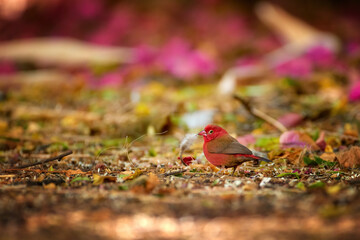 Red-billed firefinch or Senegal firefinch, Lagonosticta senegala,  red african bird on the ground...