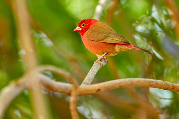 Red-billed firefinch or Senegal firefinch, Lagonosticta senegala,  red african bird in green bush,  Estrildidae family. Wild bird,  Ethiopia. Often kept in aviaries.