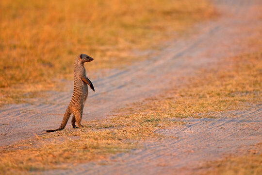 Banded mongoose, guardian, Mungos mungo, standing on rear legs,  observing surroundings.  African nature scene. Orange evening sky.  Khwai area, wildlife of Botswana, Africa.