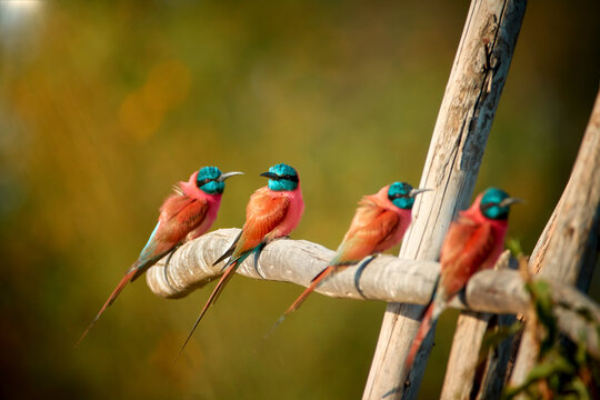 Four Northern carmine bee-eaters, Merops nubicus, carmine and greenish blue colored african bird, perched on branch in row against blurred green background. Lake Hawassa, Ethiopia.