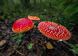 fly agaric mushroom