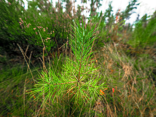 grass in the forest