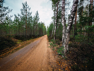 Fototapeta premium path in the woods