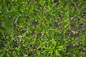 Texture, lawn background, green grass growing on the ground and fallen petals of blossoming apricots in spring. Photo of nature, top view.