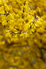 Branches of a flowering forsythia shrub in a city park.
