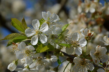cerisier en fleurs