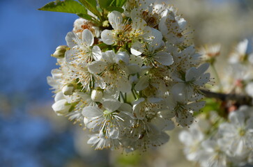 cerisier en fleurs