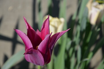 tulipe