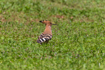 Eurasian hoopoe standing in green grass