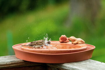 a sparrow is bathing and splashing with water in a bird bath 