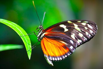butterfly on leaf