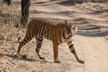 A tiger walking on a dirt road in the forest in India, Madhya Pradesh
